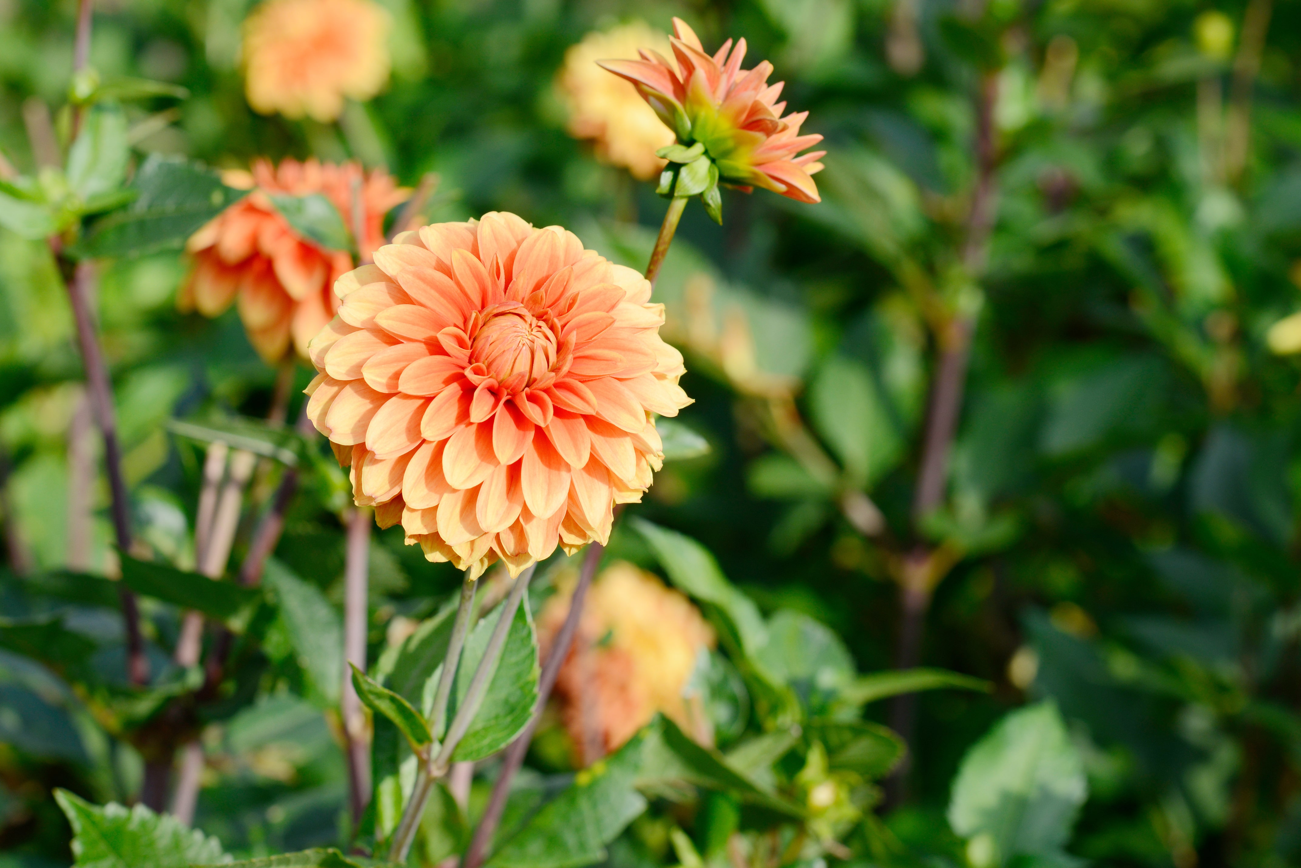 flowering dahlia in the garden