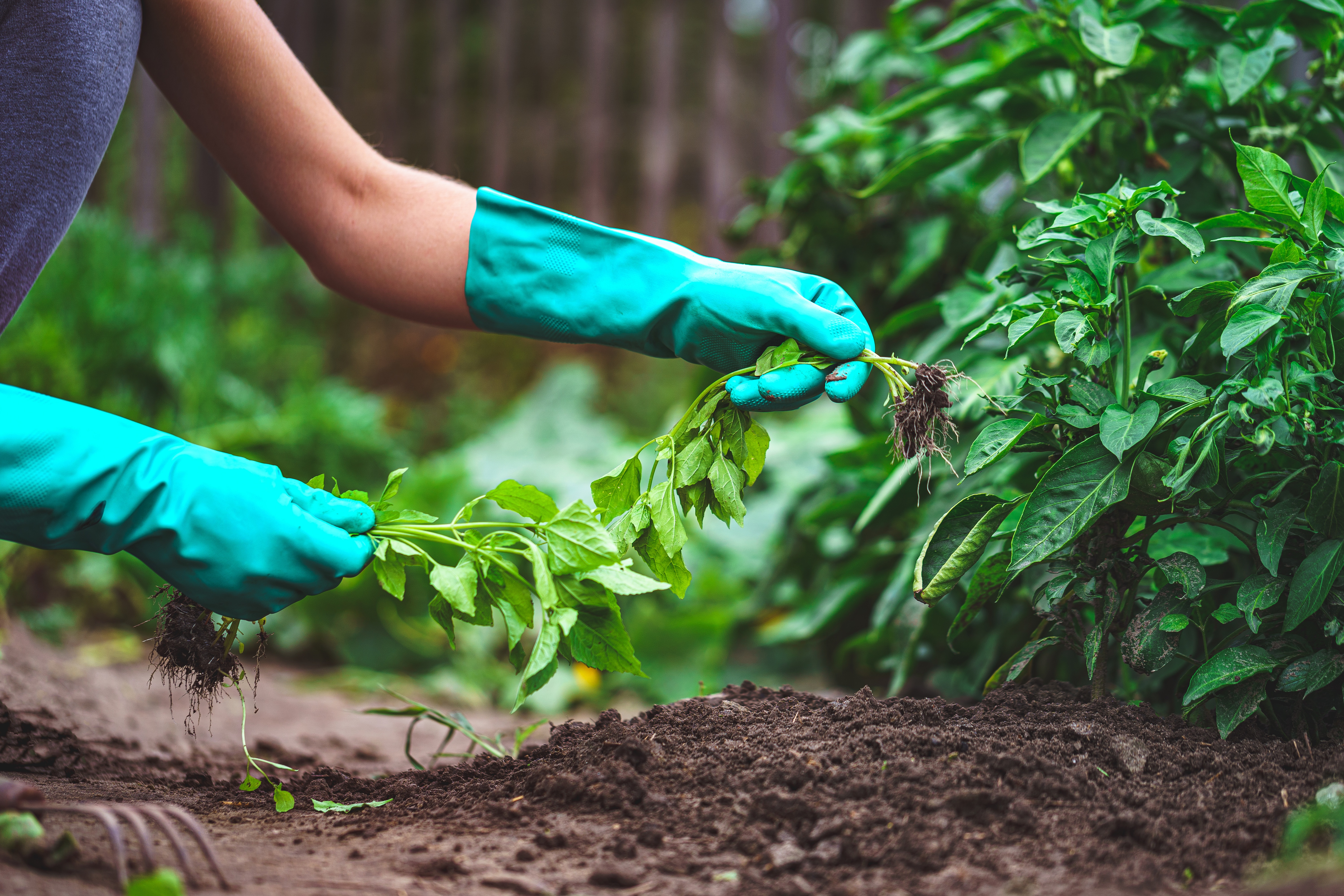 Spring weeding vegetables in the garden. Gardening and vegetable growing. Garden care