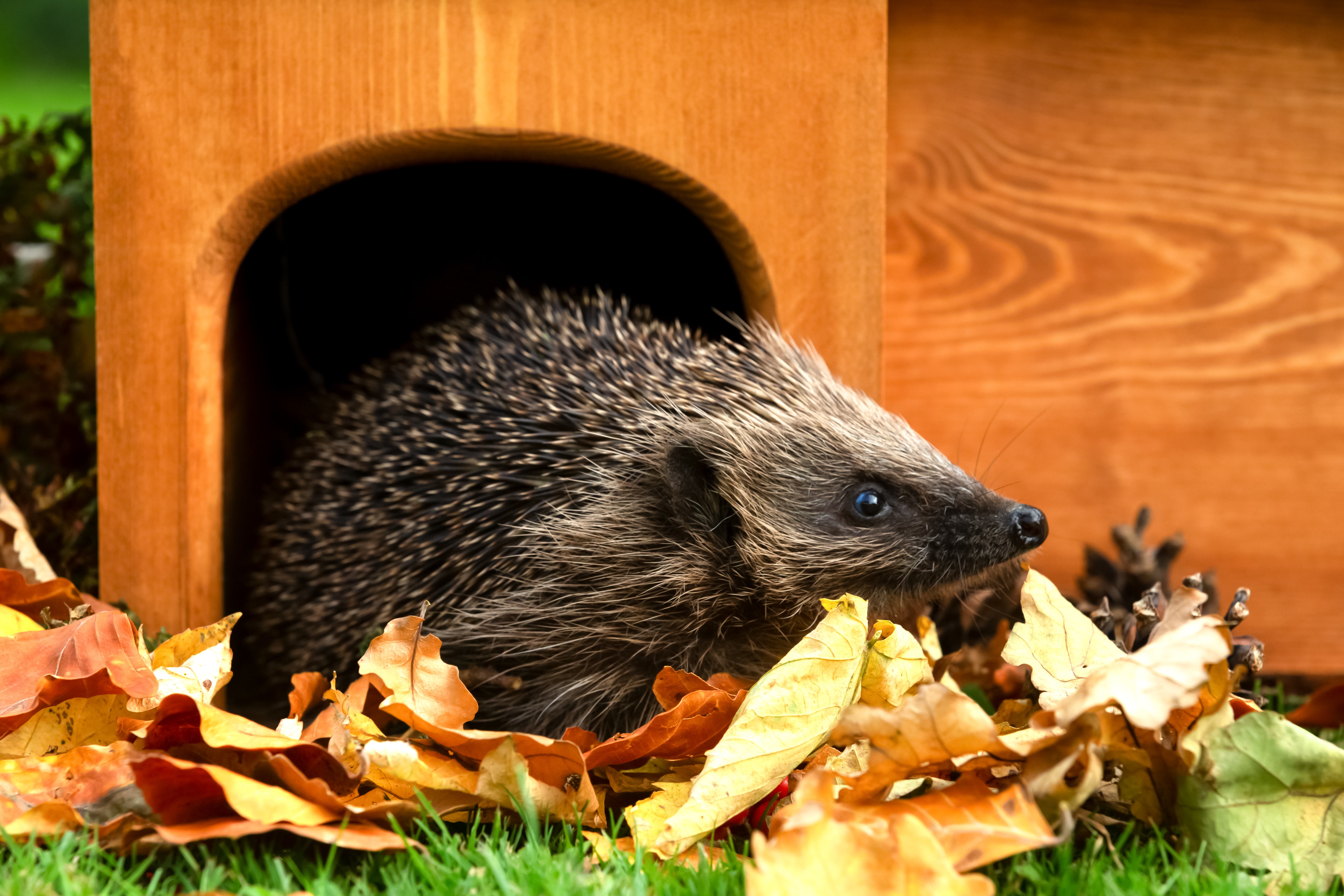 Wild hedgehog, (Scientific name: Erinaceus europaeus) Native, wild European hedgehog in Autumn, leaving hedgehog house. Facing right. Head raised. Close up.  Horizontal, landscape.  Space for copy.