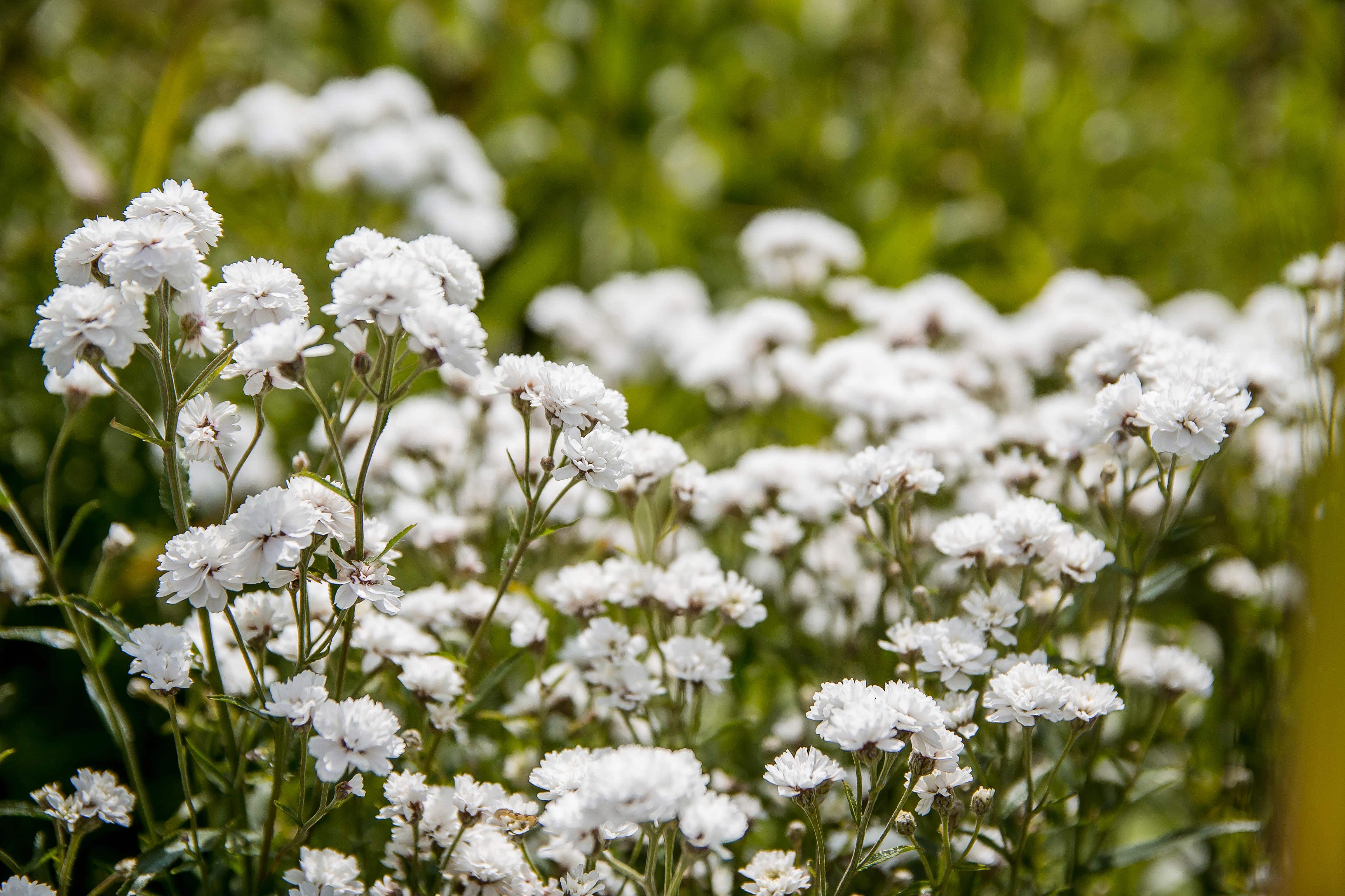 White flowers baby's breath Bush