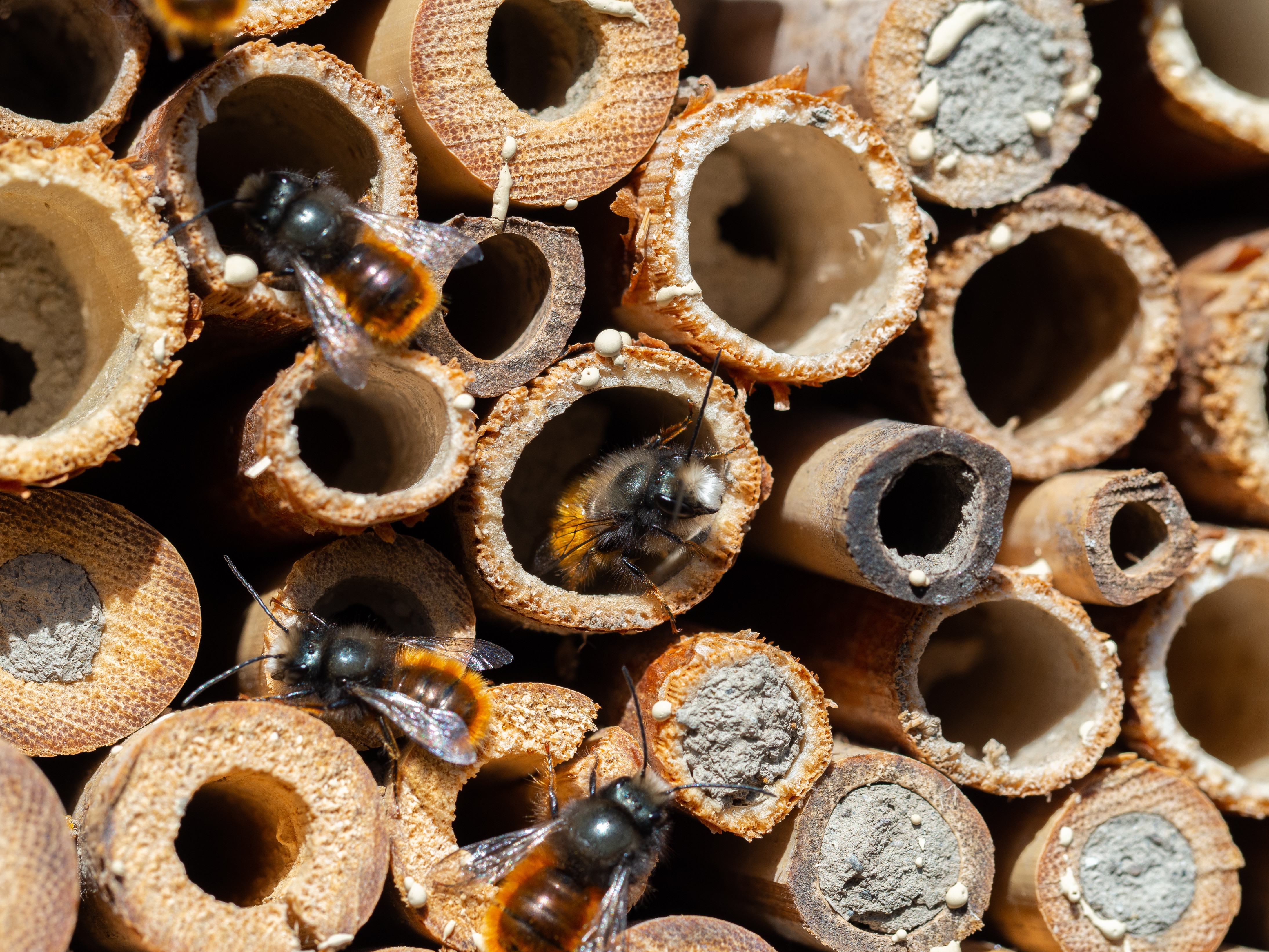 Mason bees at an insect hotel in spring