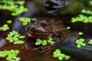 Close up of a small frog, Bullfrog, in water. Invasive species in British Columbia, Canada.