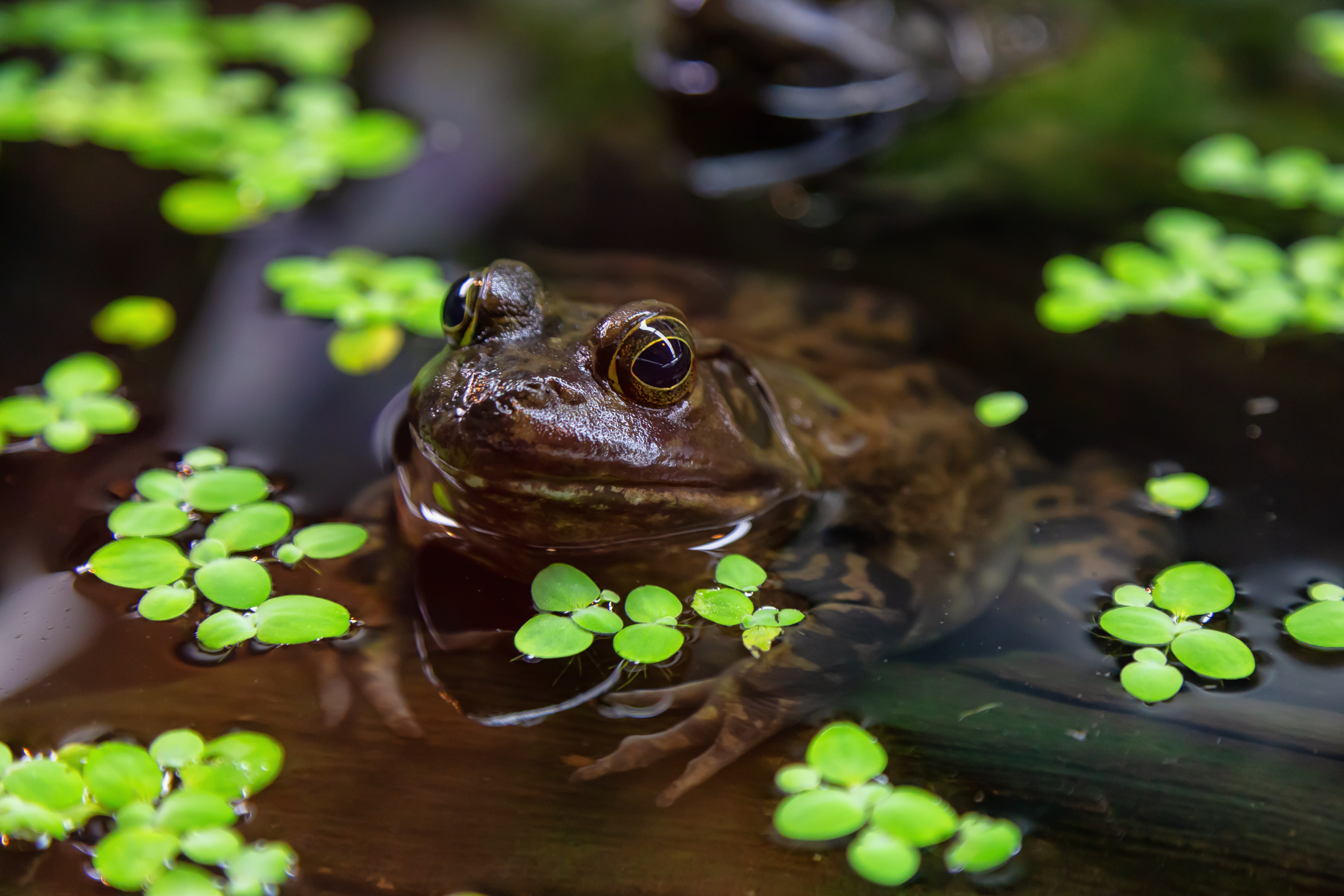 Close up of a small frog, Bullfrog, in water. Invasive species in British Columbia, Canada. Close up of a small frog, Bullfrog, in water. Invasive species in British Columbia, Canada.