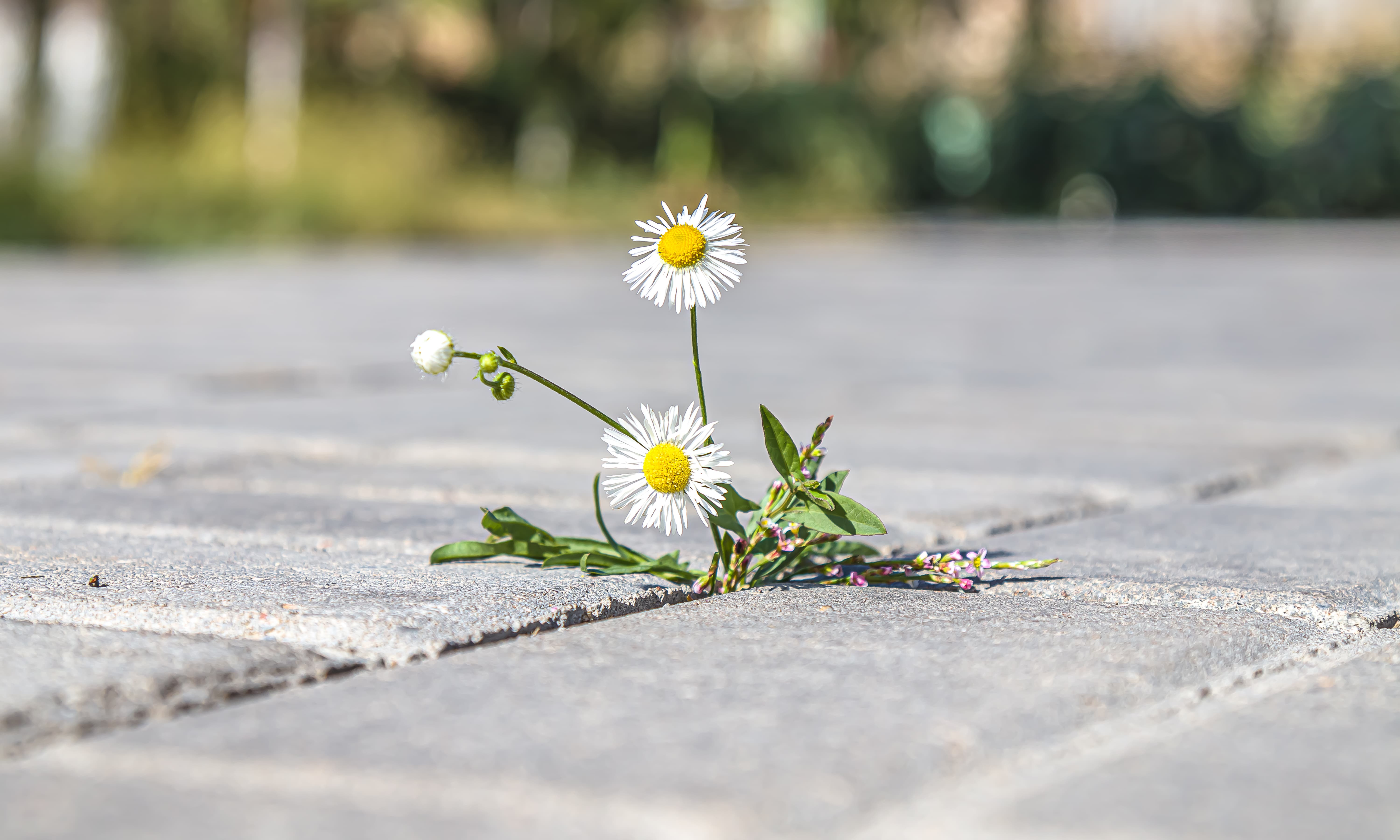 Plant weeds between paving tiles