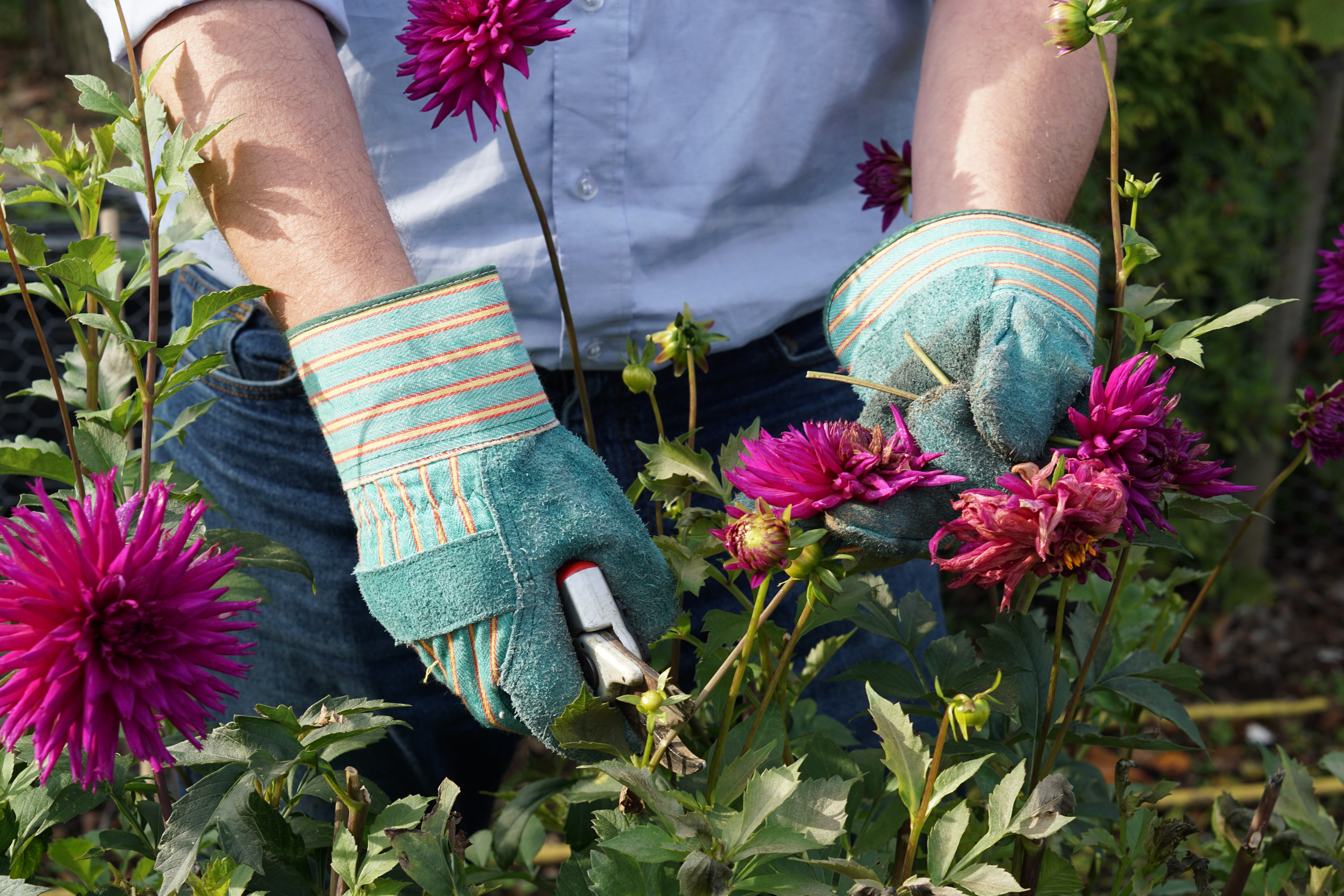 Deadheading dahlias