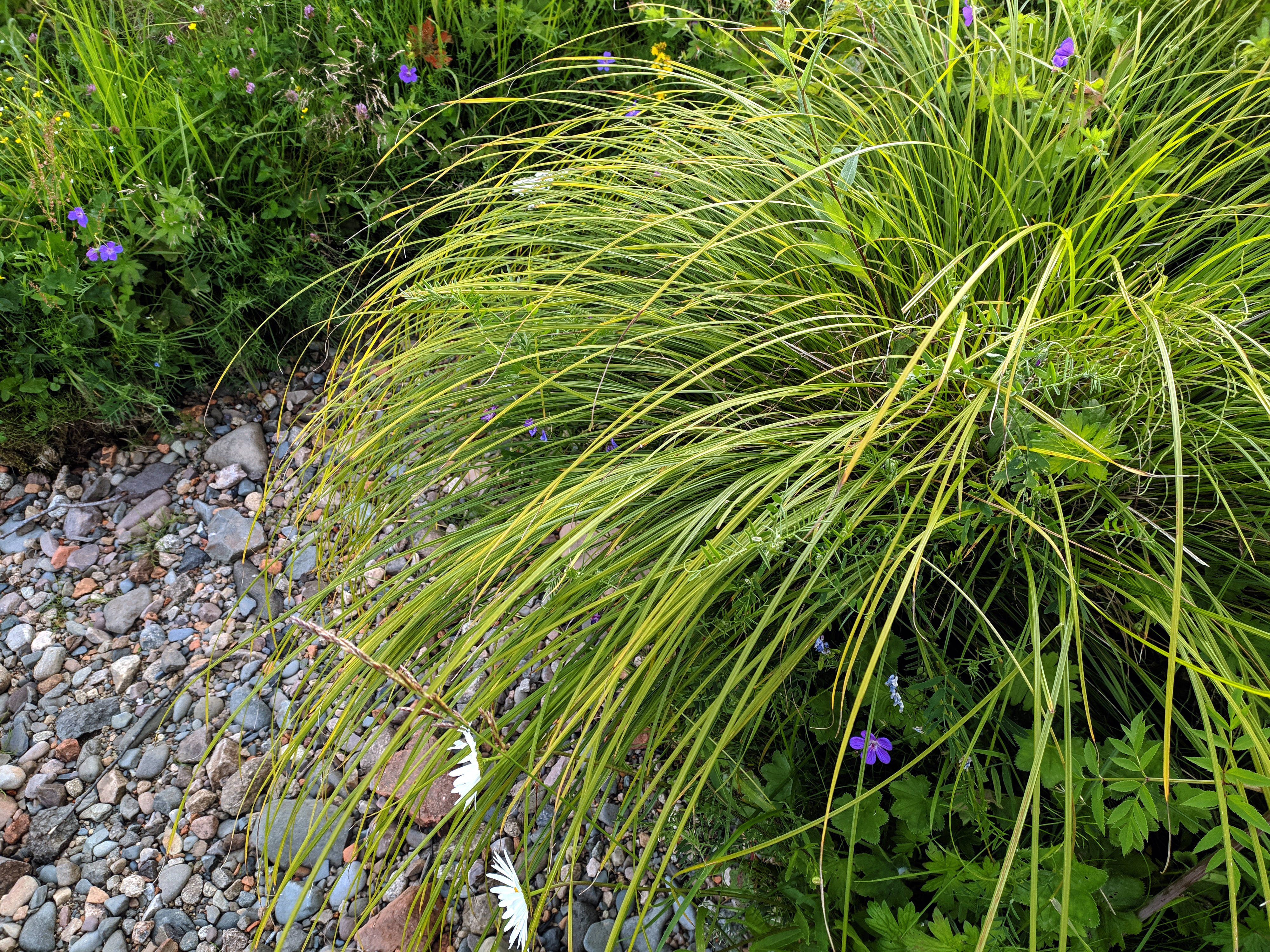 Thickets of river grass. sedge, grass by the river. Manifold of herbs and flowers near spring water among stones.