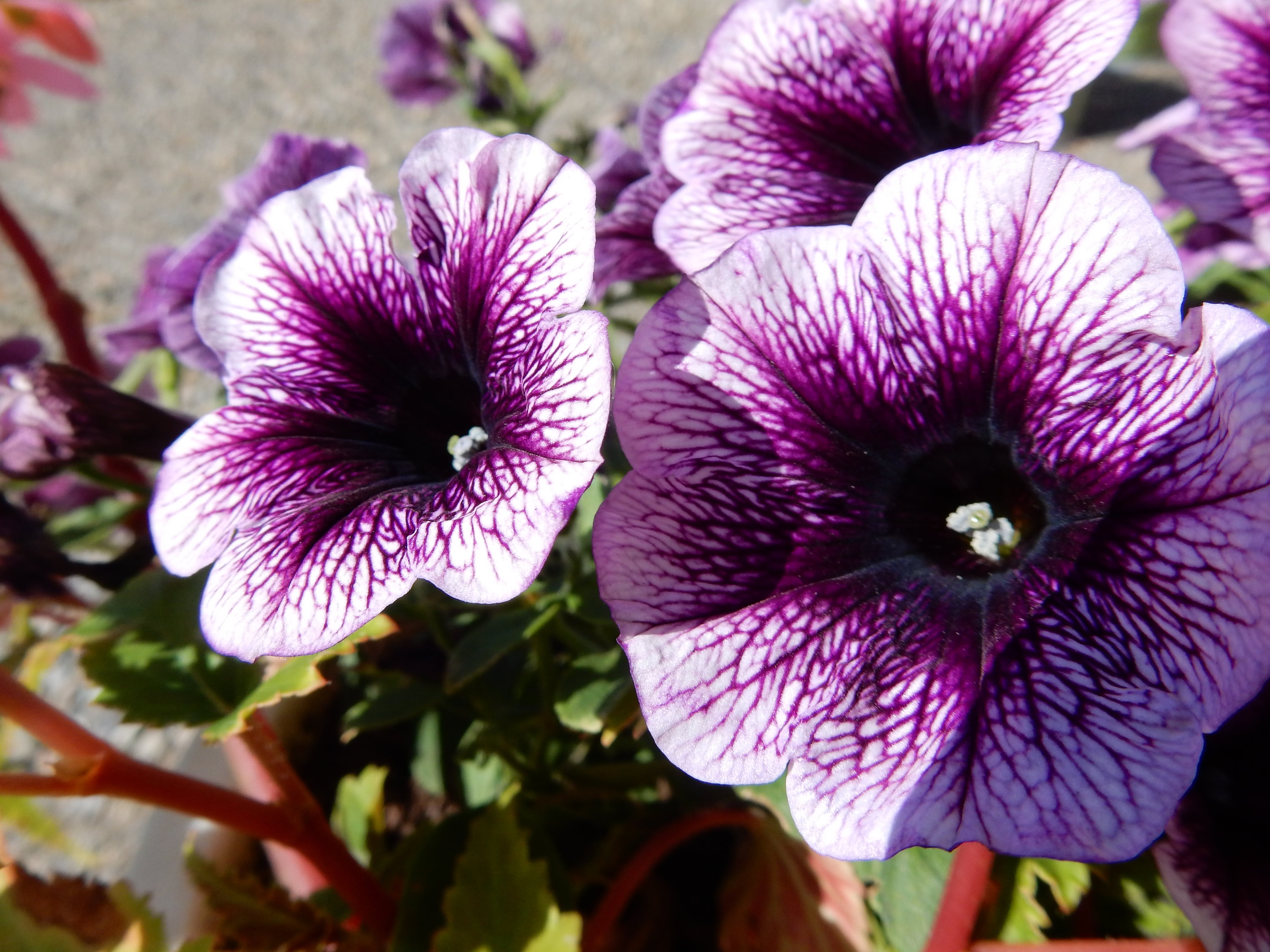Close-up Of Purple Petunias Blooming Outdoors