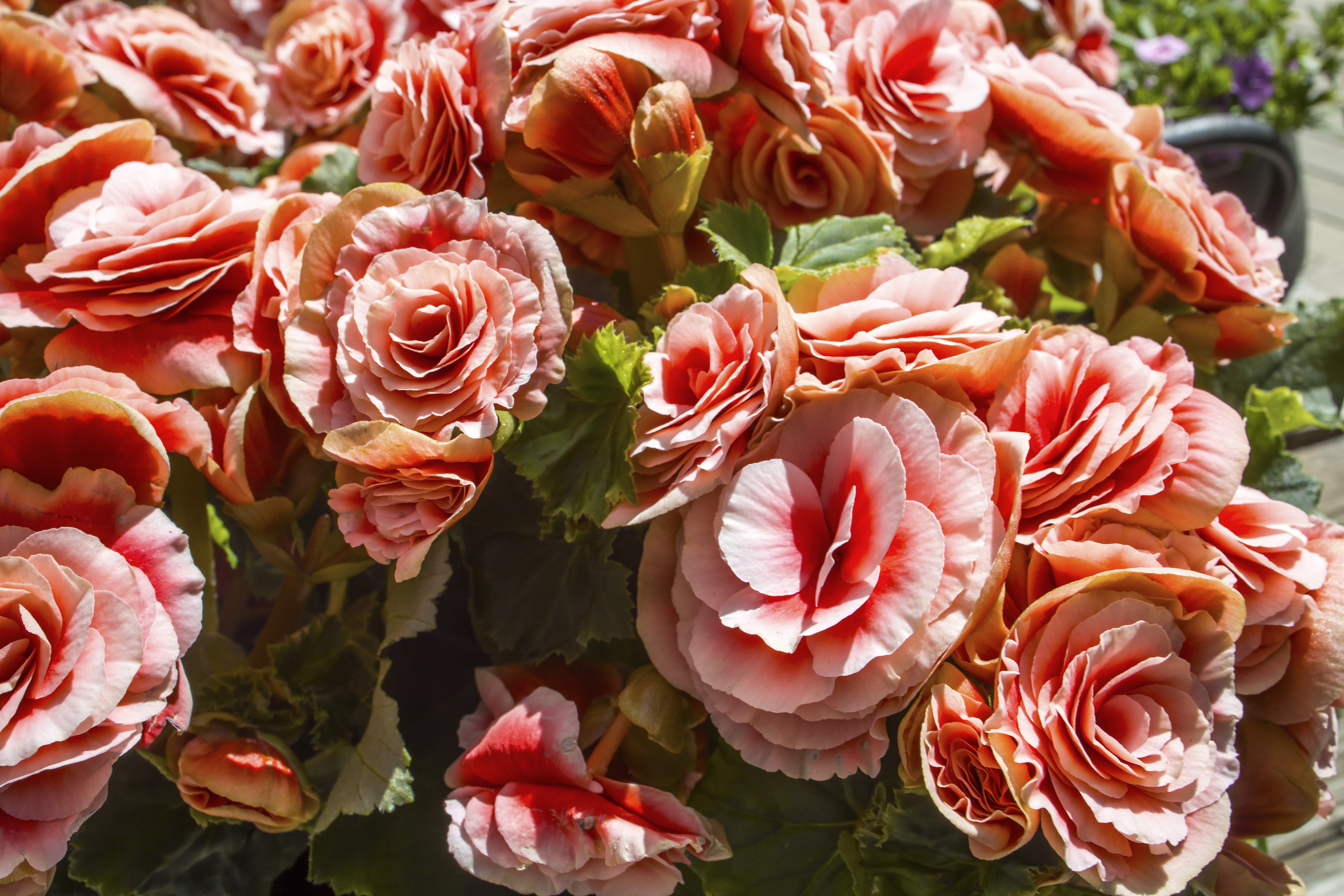 Begonia Elatior Borias is a delightful houseplant. This Begonia has a soft pink flower with a red centre. It maintains very well in the summer and reasonably in the winter