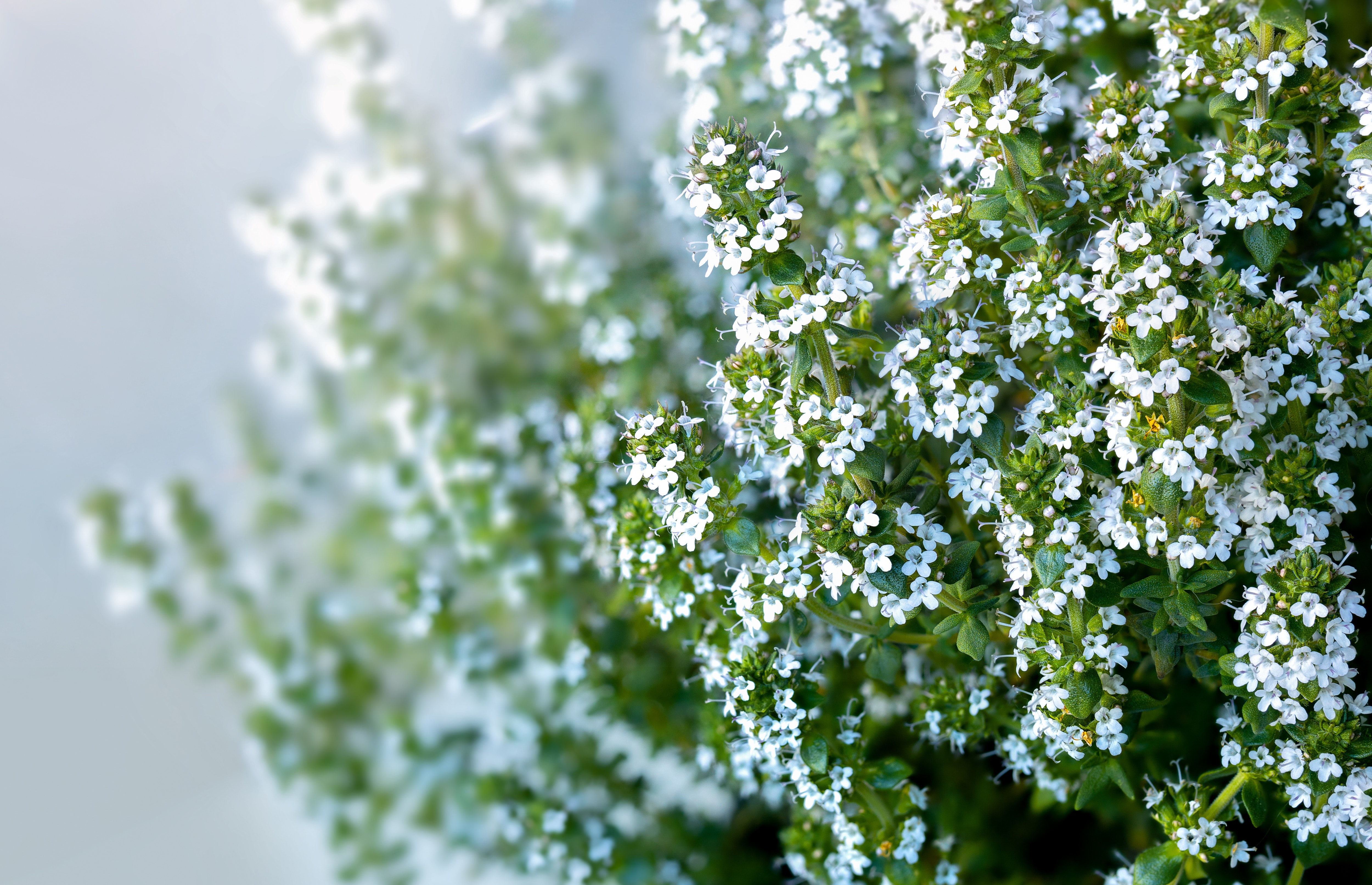 Thyme plant in bloom, side view.  Close up thyme bush with tiny white flower clusters. Aromatic herb used for flavoring food and herbal medicine. Known as Thymus vulgari. Selective focus.