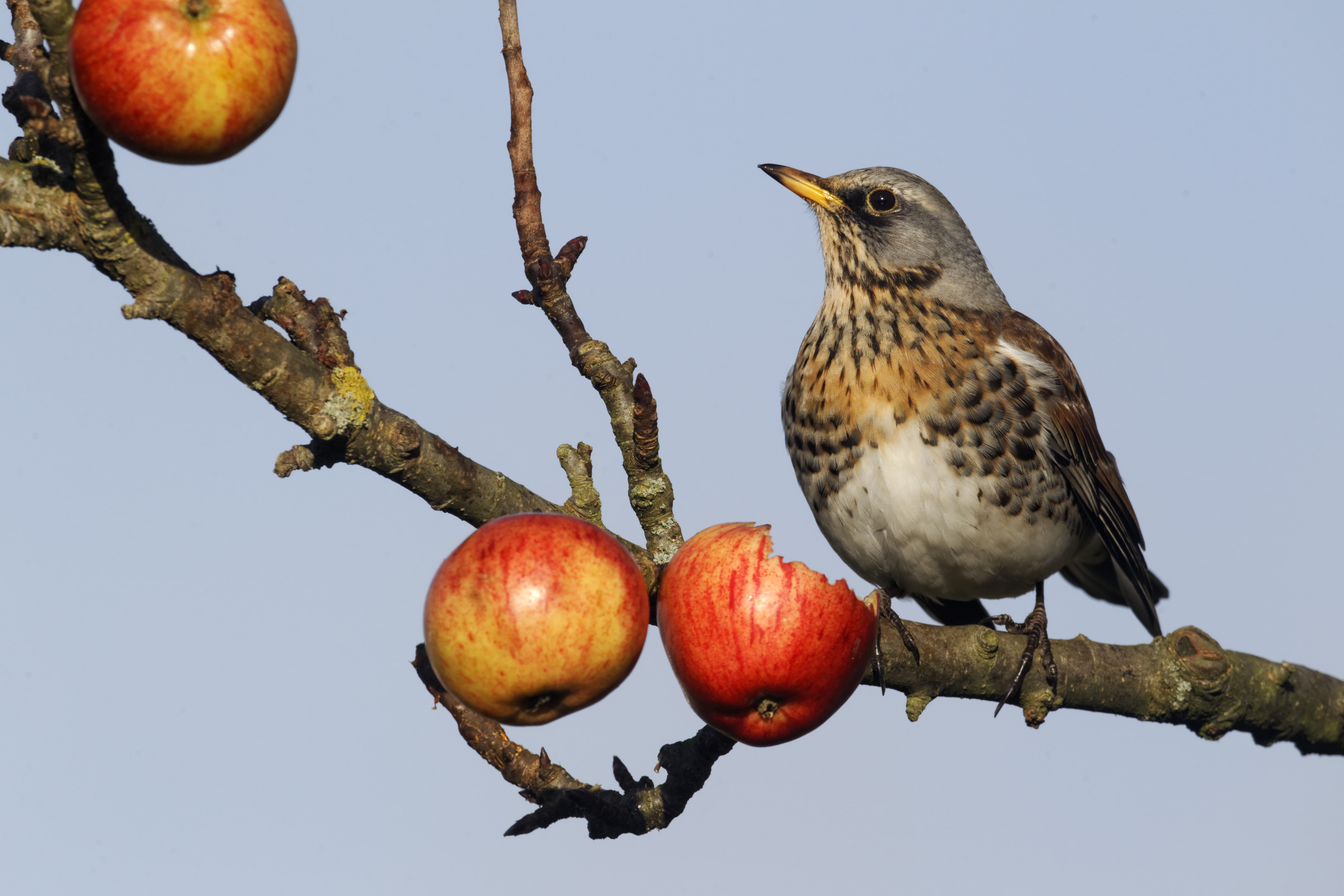 Fieldfare, Turdus pilaris, single bird on apples in tree, Warwickshire, December 2012