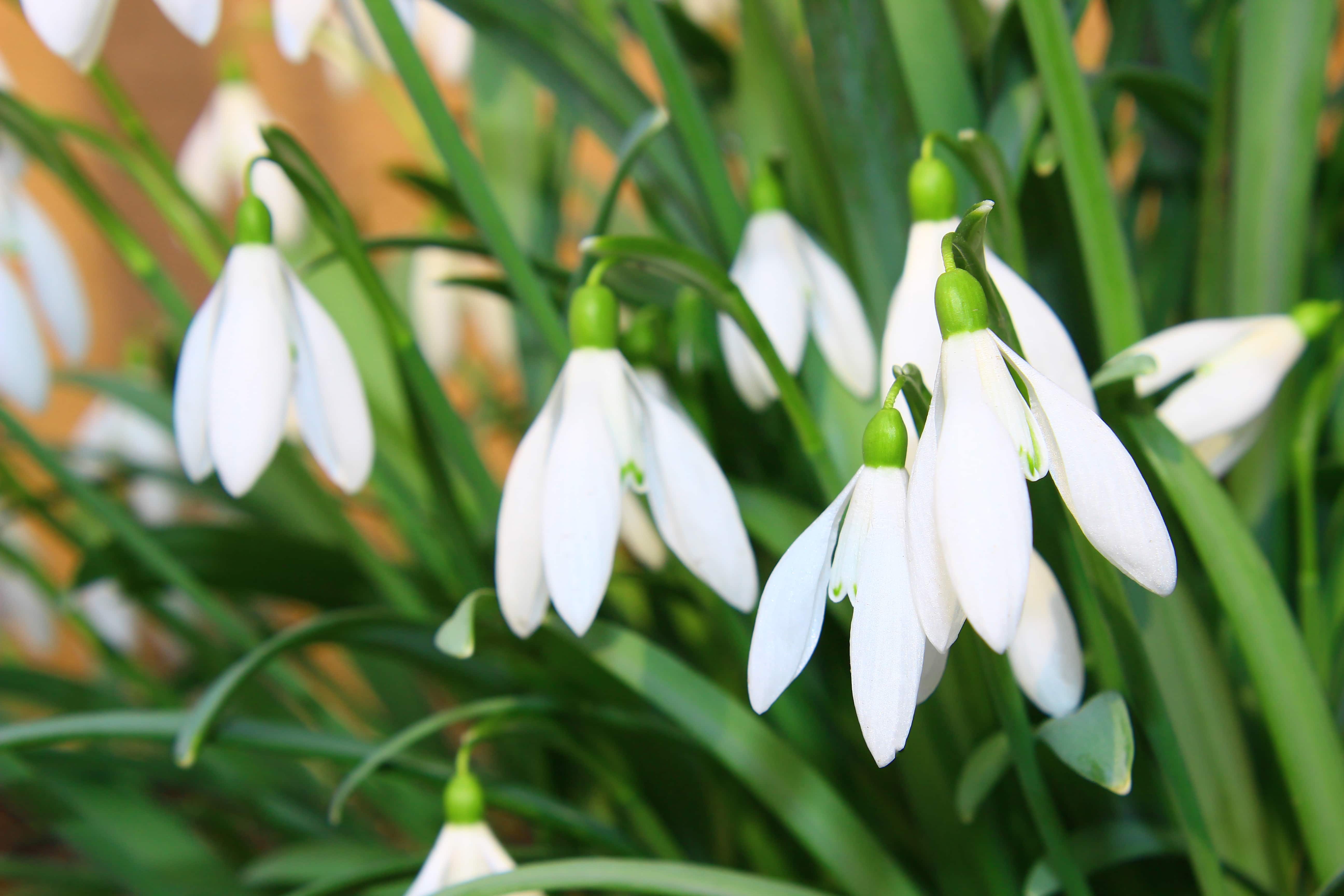 Some snowdrop species are threatened in their wild habitats, and in most countries it is now illegal to collect bulbs from the wild.