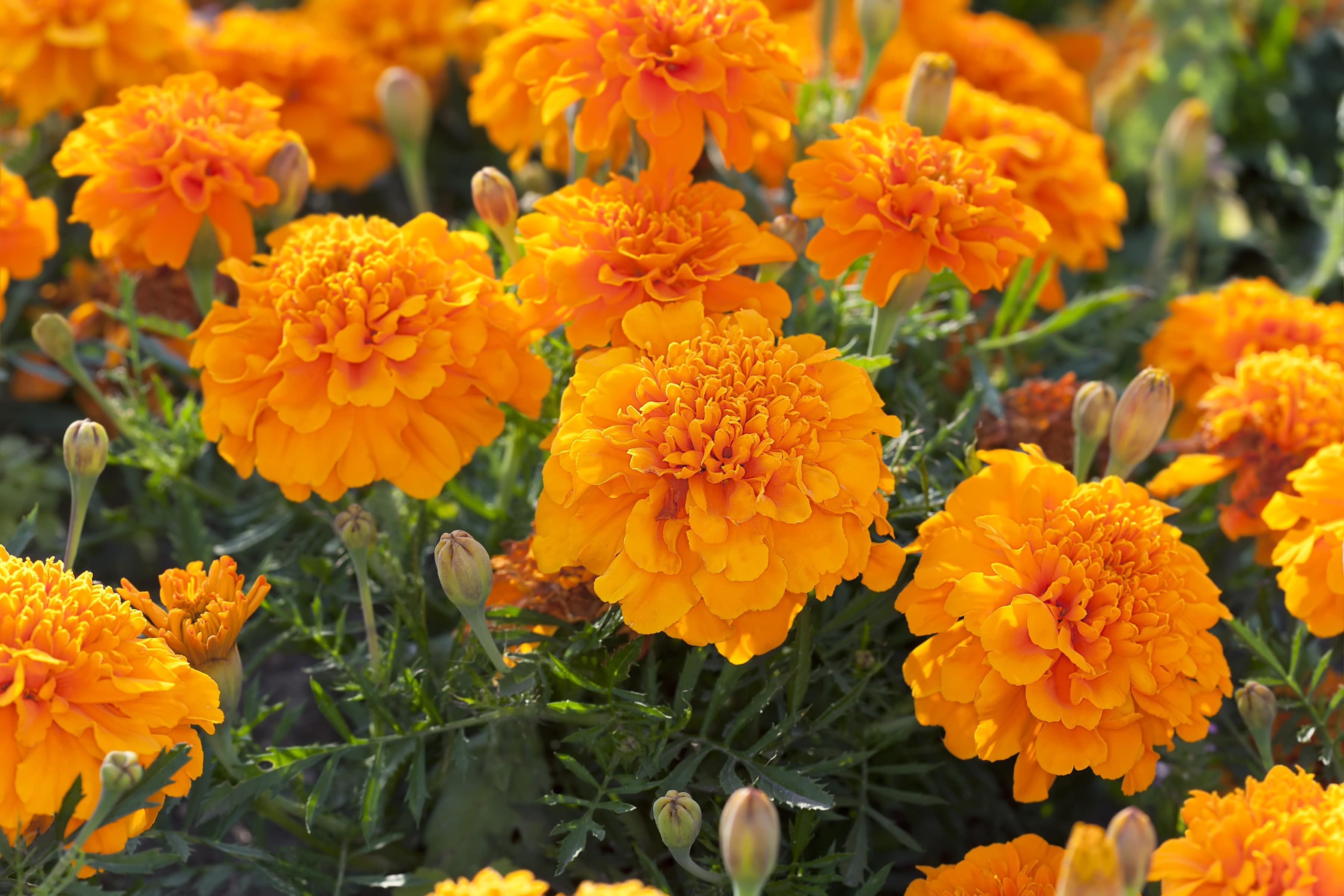 Marigold flowers