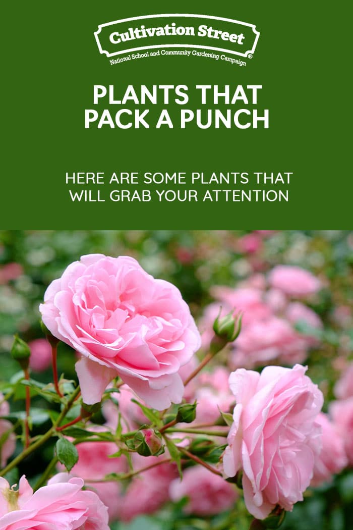 Plants that Pack a Punch Cultivation Street