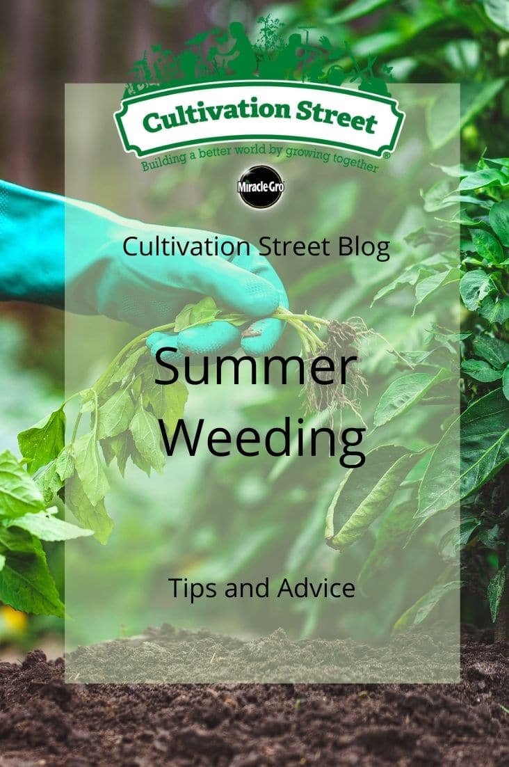 CultivationStreet Blog (3)