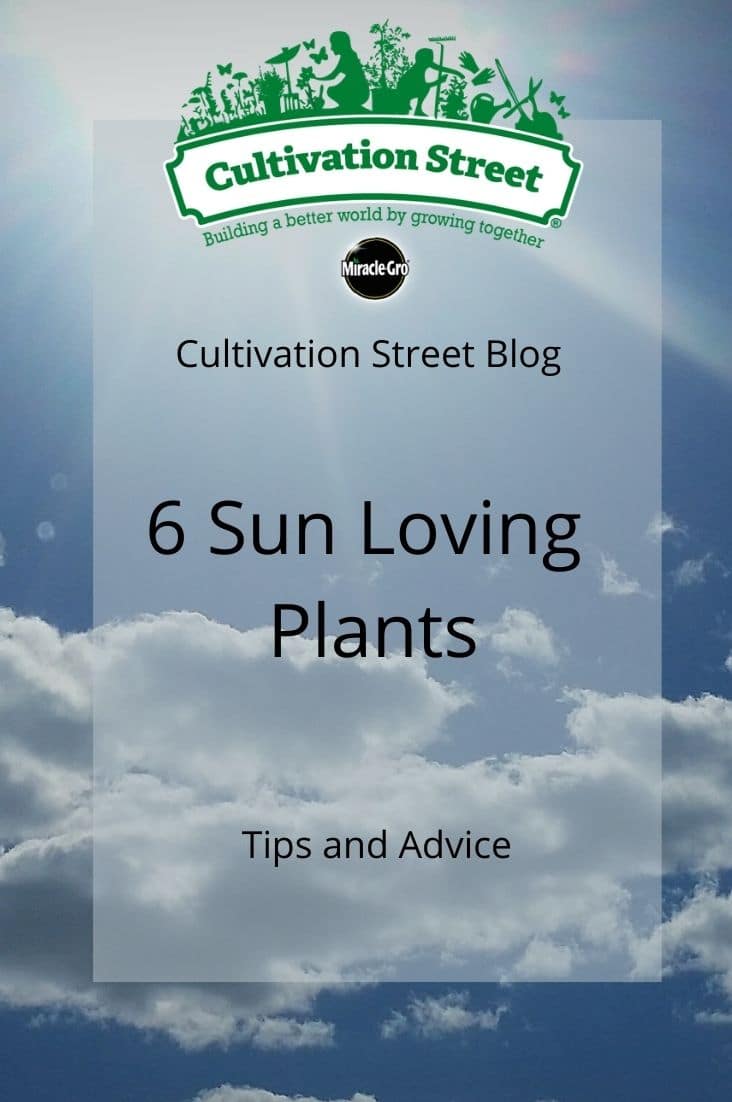 CultivationStreet Blog (4)