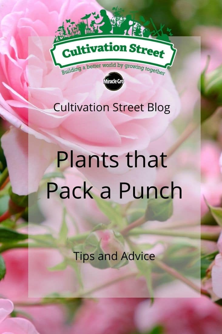 punch plants
