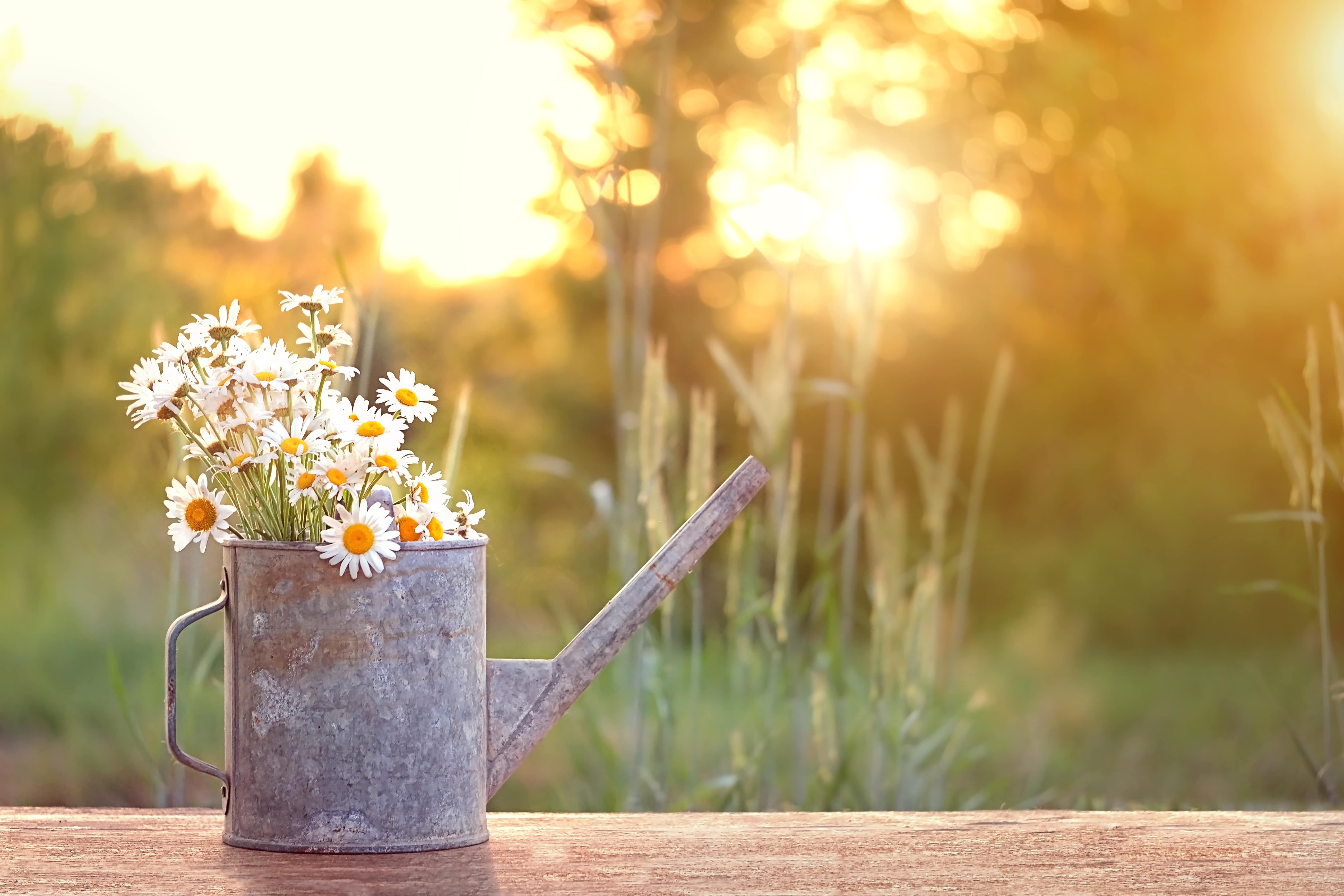 bouquet of daisies in watering can, summer sunny garden. Summer