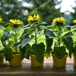 Blog Image Template - Sunflowers