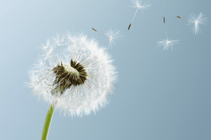 Blog Image template - Dandelion