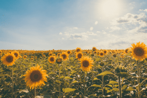 Blog Image template - Sunflower