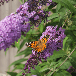 Blog Template Image - Butterfly Bush