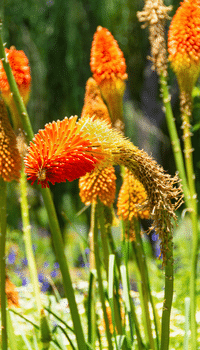 Blog Template Image - Kniphofia (200 × 350px)