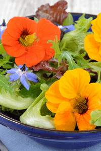 Blog Template Image - Nasturtium Sensory Garden