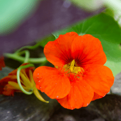 Blog Template Image - Nasturtiums