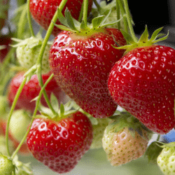 Blog Template Image - Strawberries