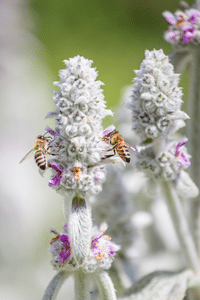 Blog Template Image - lamb's ear sensory