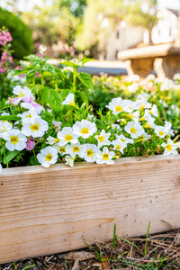 Raised Beds