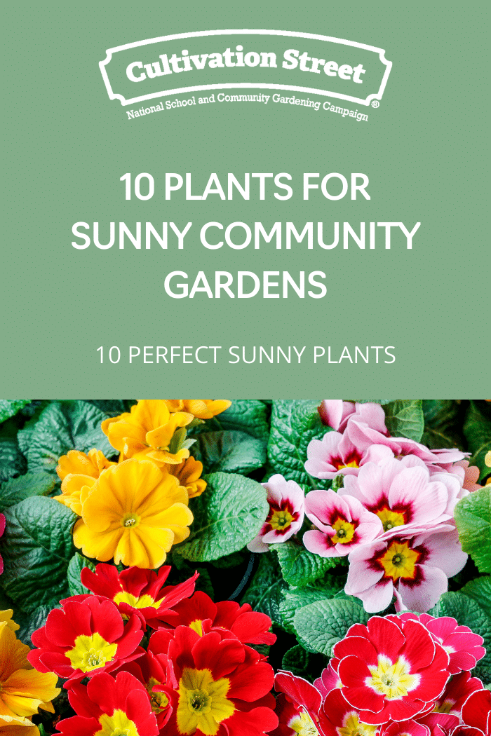 10 Plants for Sunny Community Gardens Cultivation Street