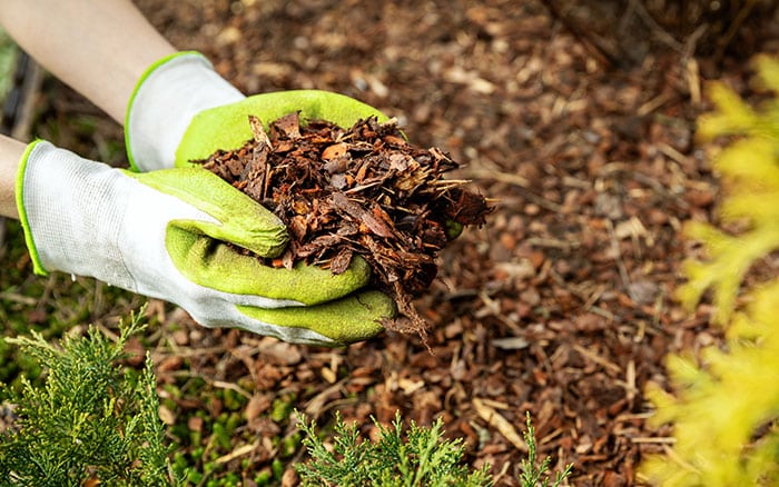 Adding mulch