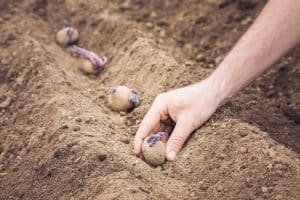potatoes planted in soil