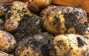 home grown potatoes 