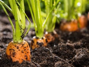 carrots in soil 