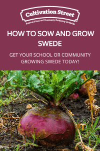 how to grow swede, uk