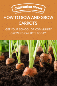 How to grow carrots uk