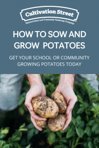 how to sow and grow potatoes UK