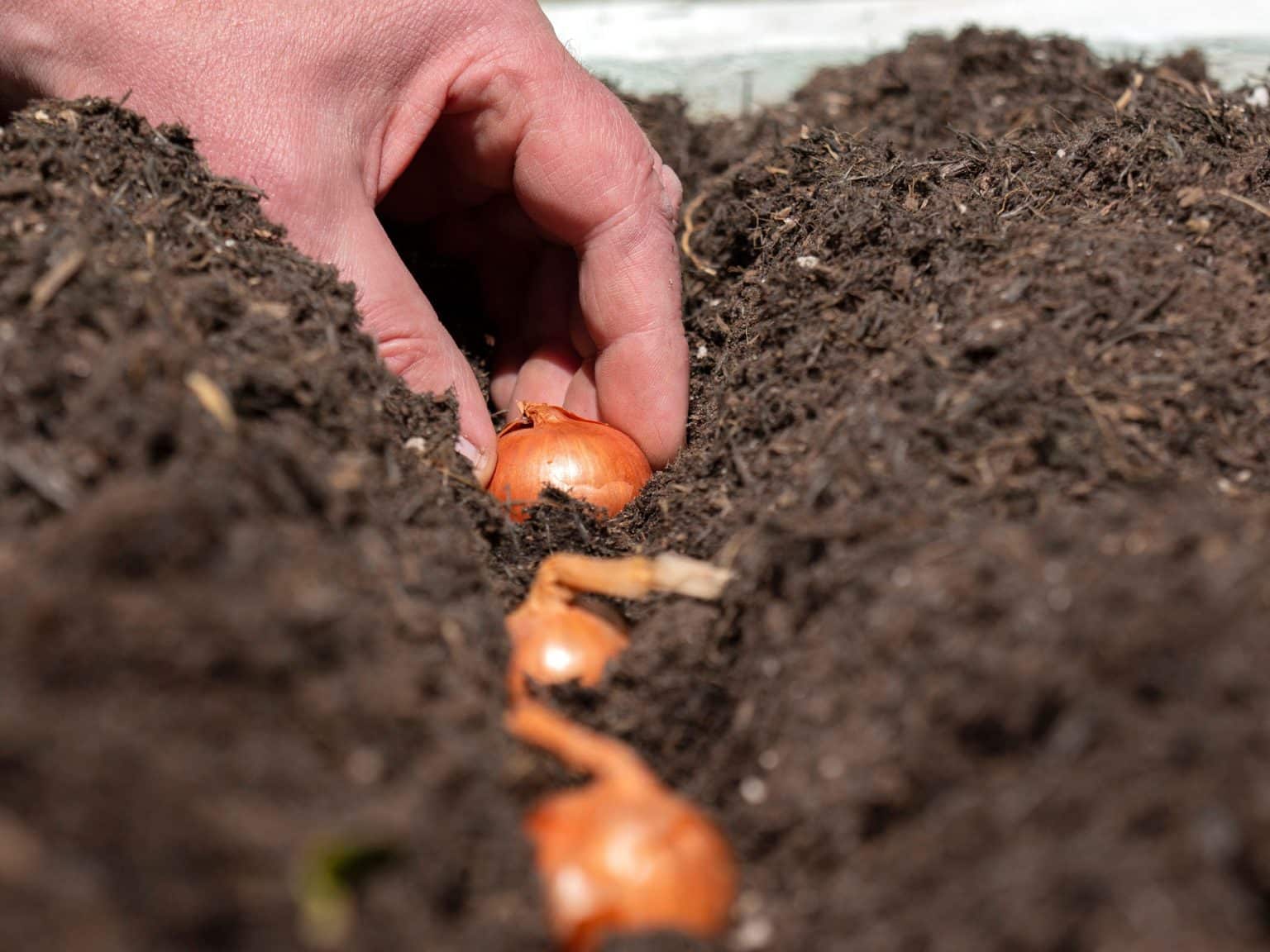 The best veg to grow in raised beds Cultivation Street