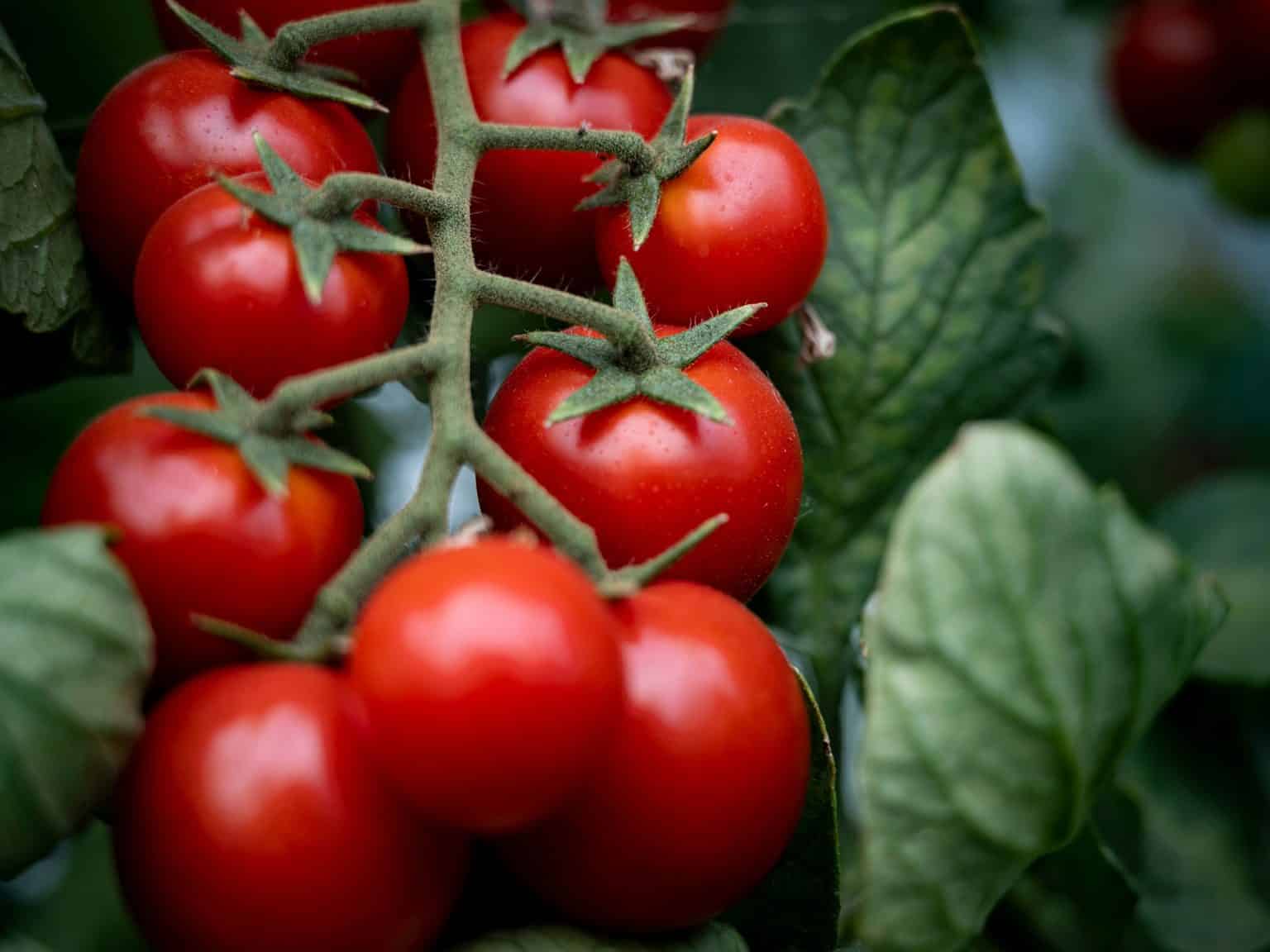 The best veg to grow in raised beds Cultivation Street