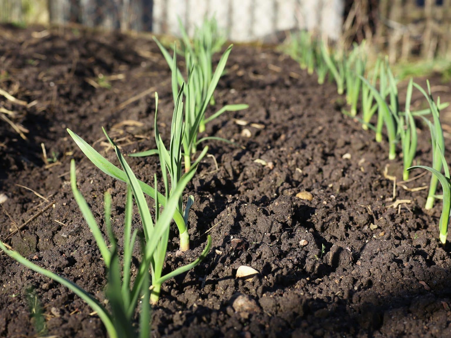 the-best-veg-to-grow-in-raised-beds-cultivation-street