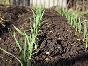 Garlic, growing in the ground. 