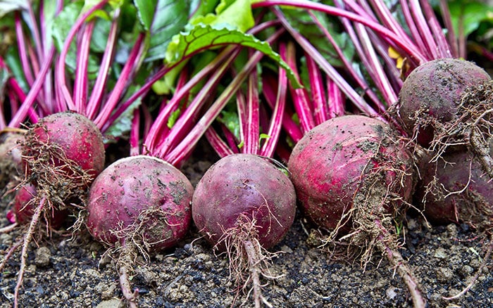 Beetroots fresh from the ground