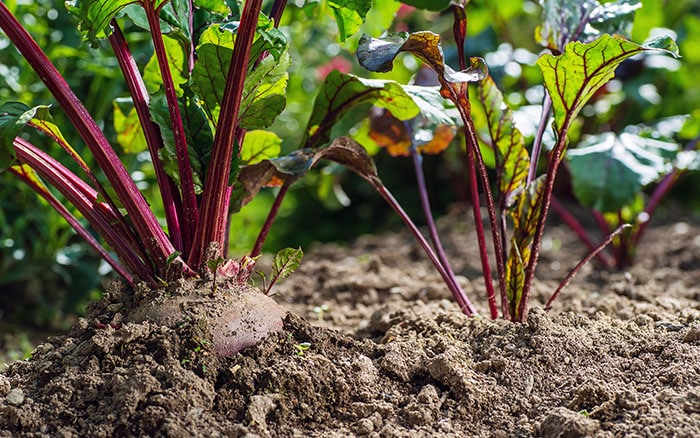 Beetroots-in-the-ground