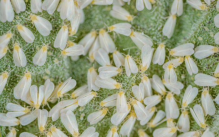 Greenhouse whitefly