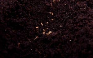 Carrot seeds, freshly sown.