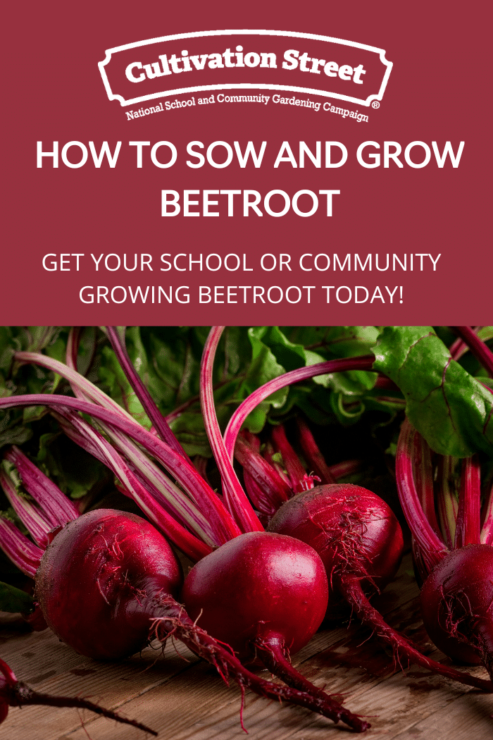 How to sow and grow beetroot uk