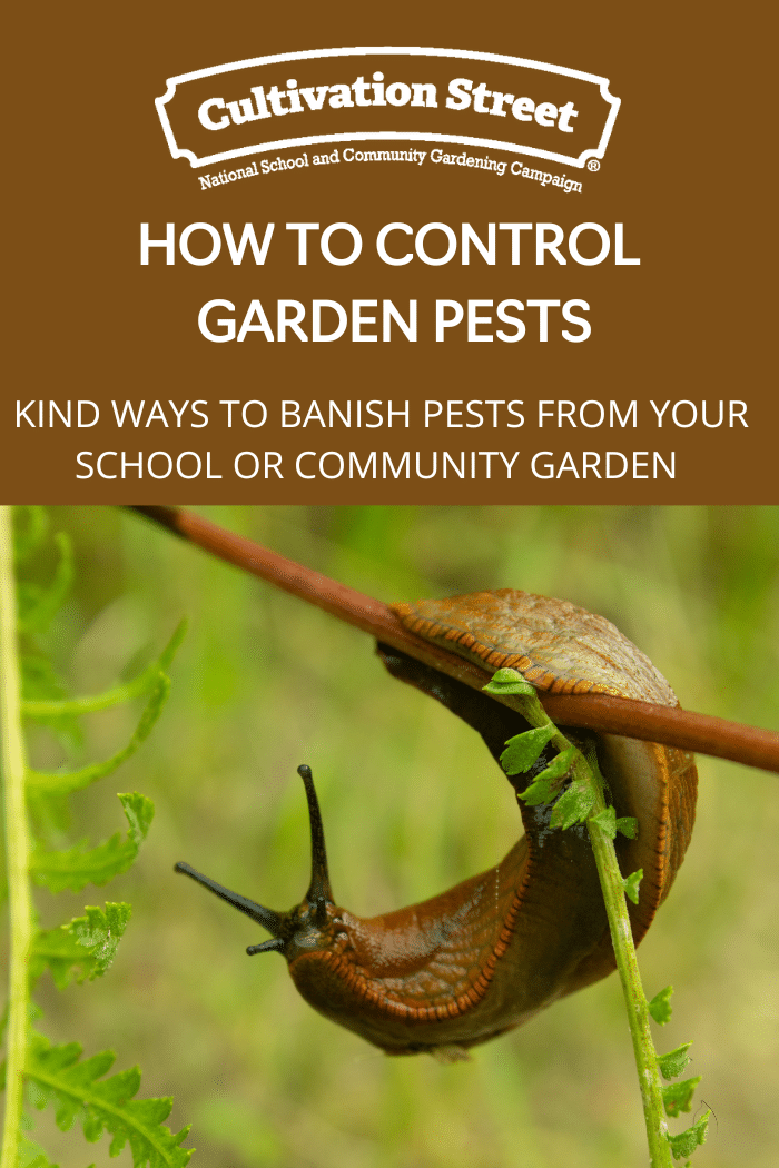 How to control garden pests, feature image.