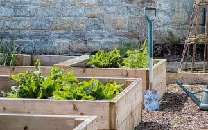 raised beds